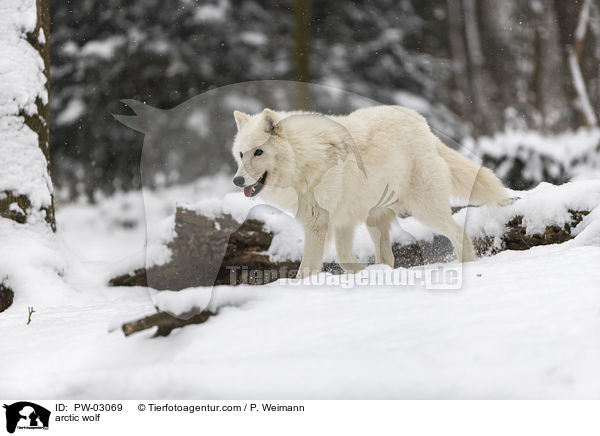 arctic wolf / PW-03069