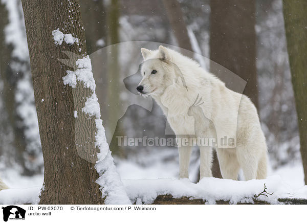 arctic wolf / PW-03070