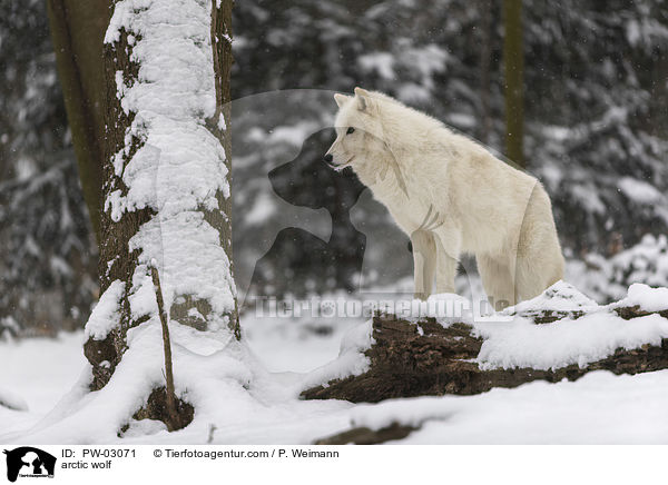 arctic wolf / PW-03071
