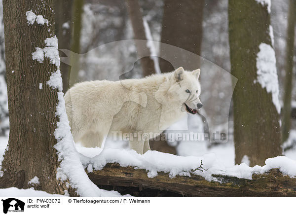 arctic wolf / PW-03072