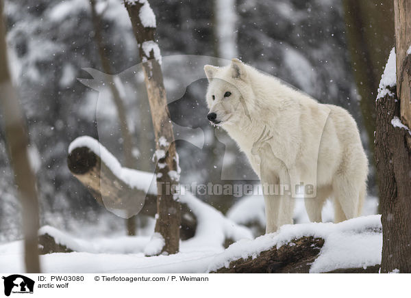 arctic wolf / PW-03080