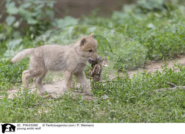 young arctic wolf / PW-03086