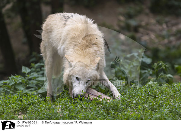arctic wolf / PW-03091