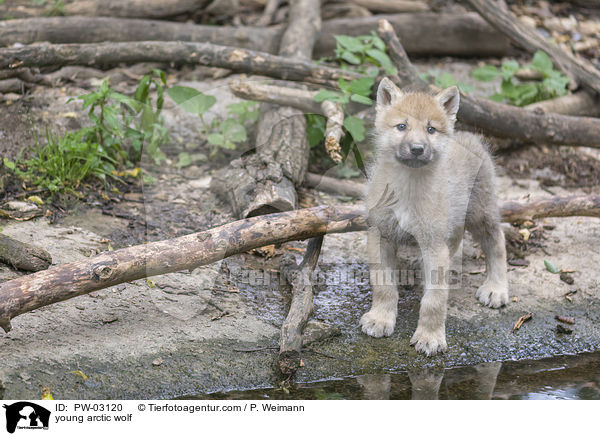 young arctic wolf / PW-03120