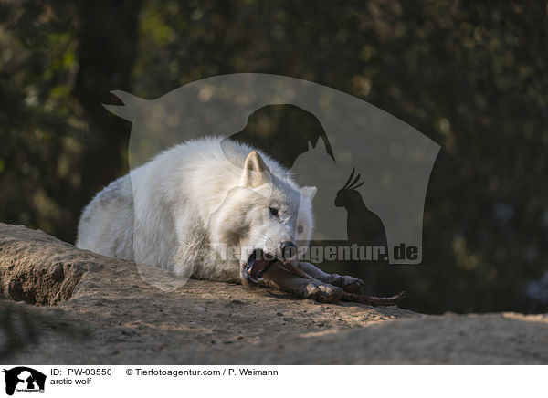 arctic wolf / PW-03550