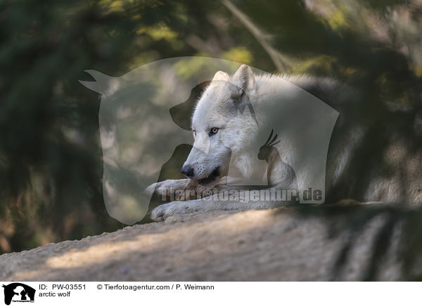 arctic wolf / PW-03551