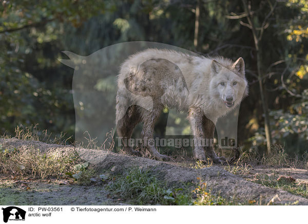 arctic wolf / PW-03561