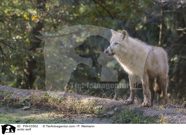 arctic wolf / PW-03562