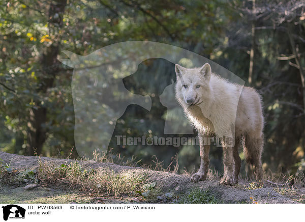 arctic wolf / PW-03563