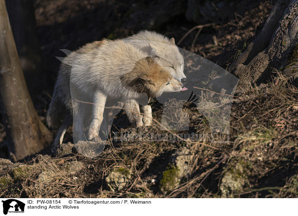 standing Arctic Wolves / PW-08154