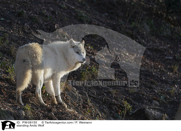 standing Arctic Wolf / PW-08155
