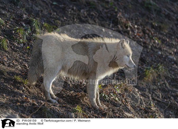 standing Arctic Wolf / PW-08159