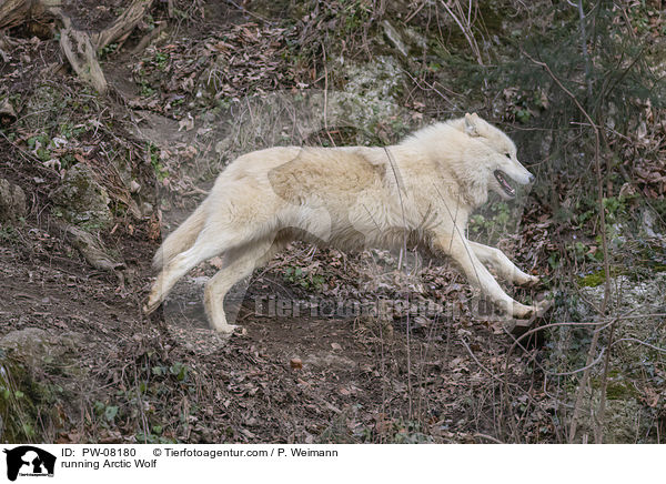 running Arctic Wolf / PW-08180