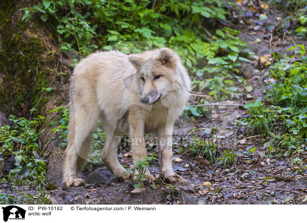 arctic wolf / PW-10182