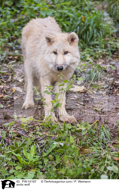 arctic wolf / PW-10187