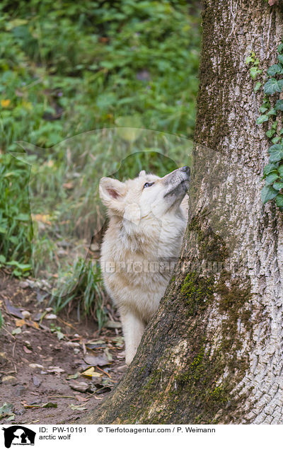 Polarwolf / arctic wolf / PW-10191