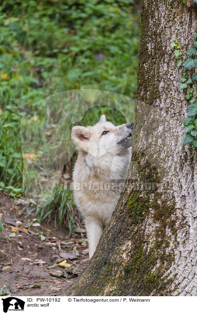 Polarwolf / arctic wolf / PW-10192
