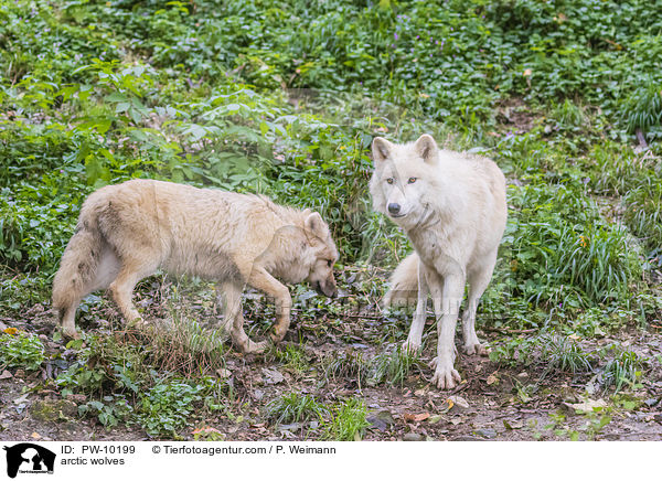 arctic wolves / PW-10199