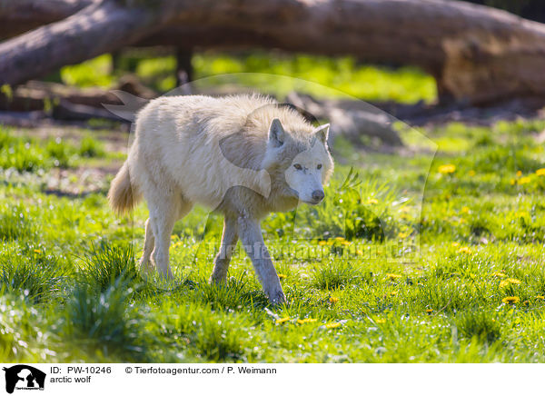 arctic wolf / PW-10246