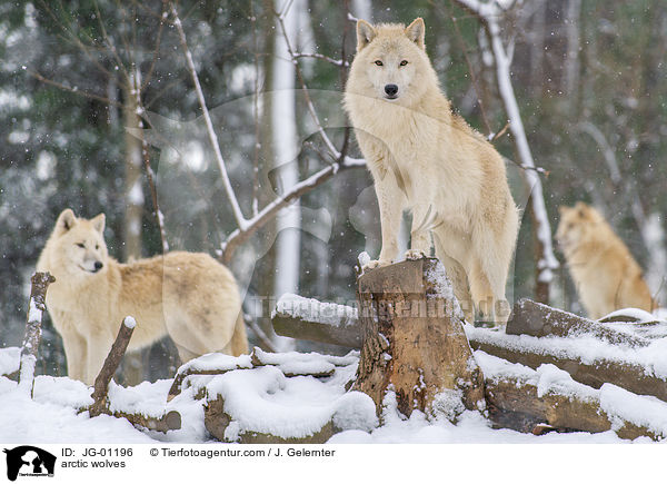 Polarwlfe / arctic wolves / JG-01196