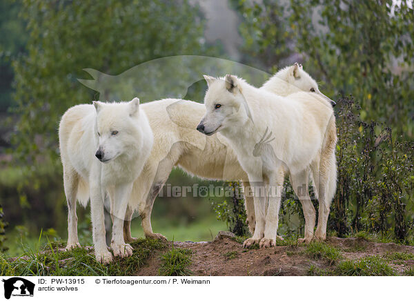 arctic wolves / PW-13915