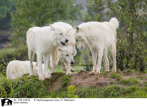 arctic wolves / PW-13916