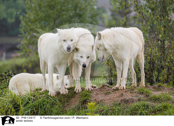 arctic wolves / PW-13917