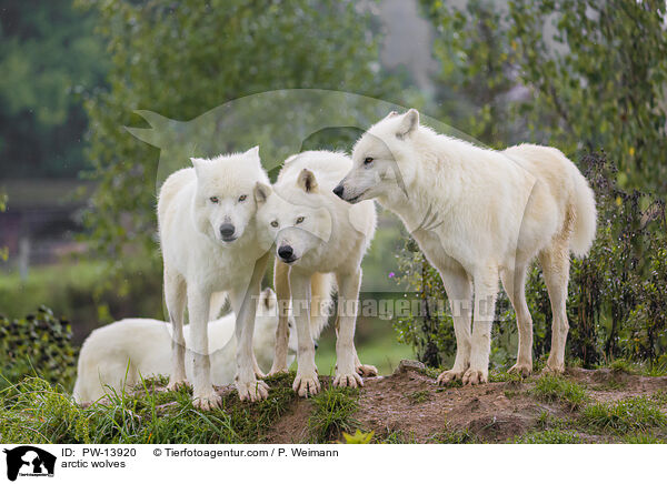 arctic wolves / PW-13920