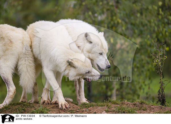 arctic wolves / PW-13934