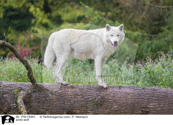 arctic wolf / PW-15961