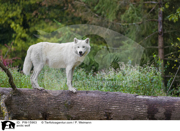 arctic wolf / PW-15963