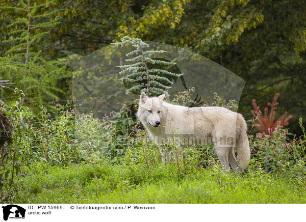 arctic wolf / PW-15969