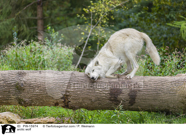 arctic wolf / PW-15974