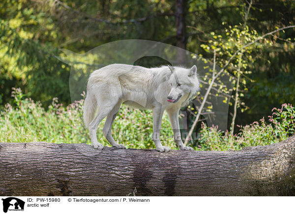 arctic wolf / PW-15980