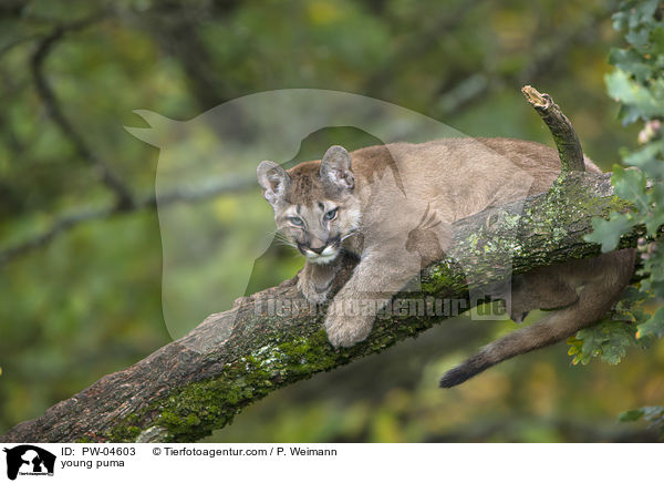 young puma / PW-04603
