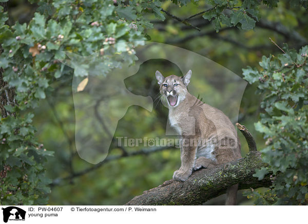 young puma / PW-04607