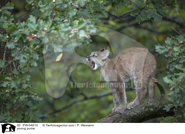young puma / PW-04610