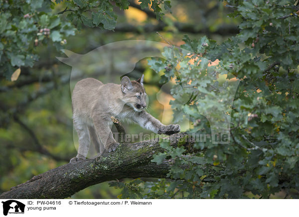 young puma / PW-04616