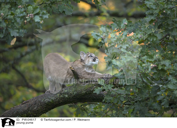 young puma / PW-04617