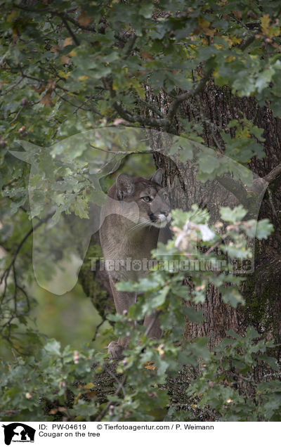 Cougar on the tree / PW-04619