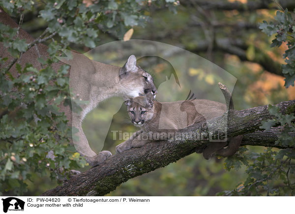 Cougar mother with child / PW-04620