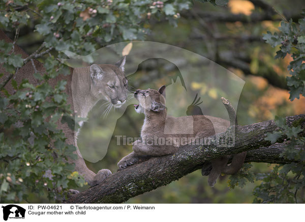 Cougar mother with child / PW-04621
