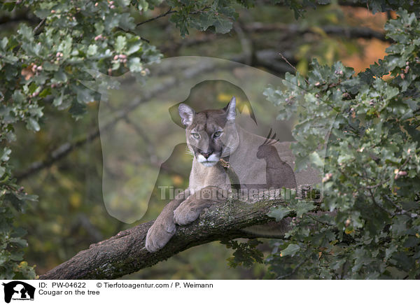 Cougar on the tree / PW-04622