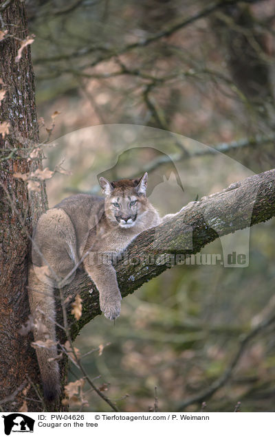 Cougar on the tree / PW-04626