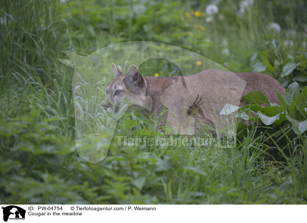 Cougar in the meadow / PW-04754