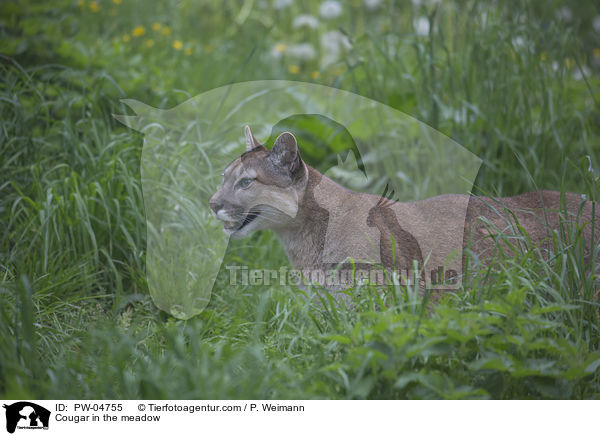 Cougar in the meadow / PW-04755