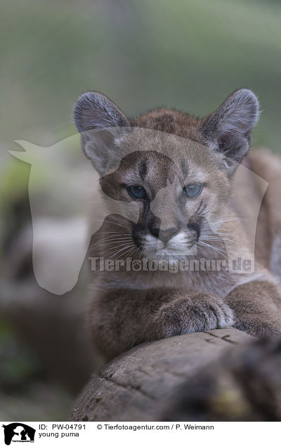 young puma / PW-04791