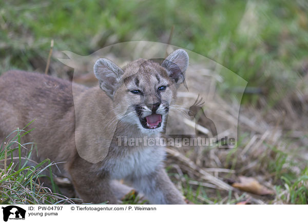 young puma / PW-04797