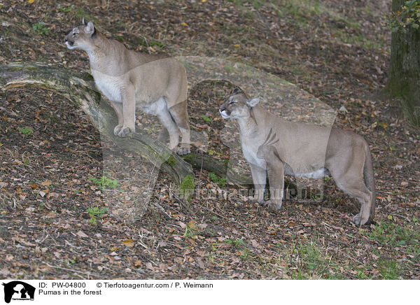 Pumas in the forest / PW-04800
