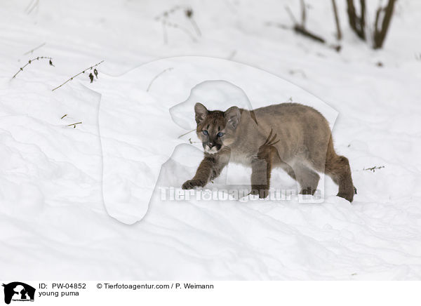 young puma / PW-04852
